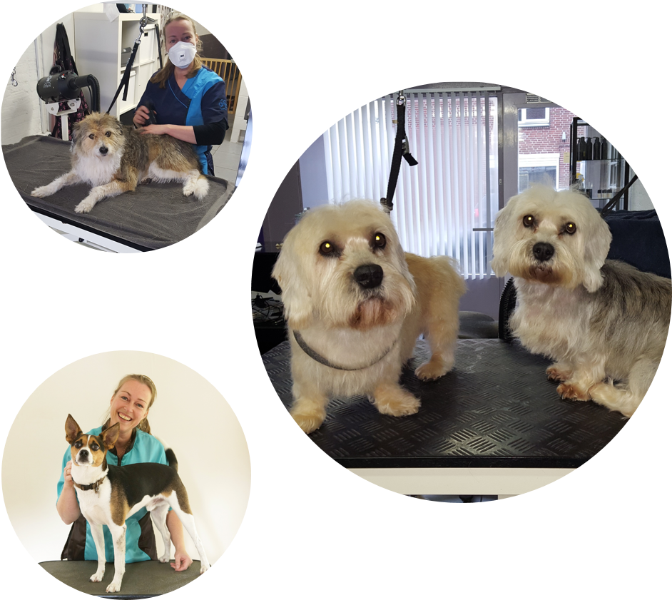 hondentrimsalon care for coat-hond, uden, halen, brengen, trimster, dierenartsassistente