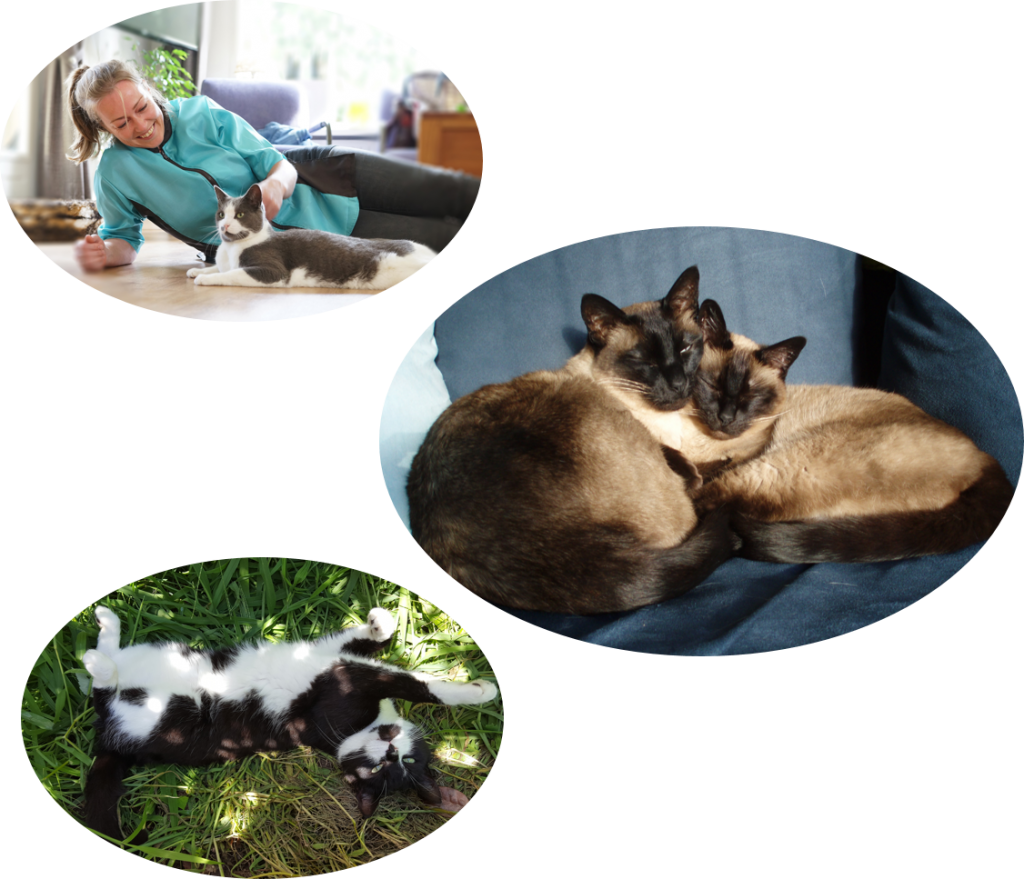 ingrid-cuijk-boxmeer-kattentrimsalon-kat-medischeverzorging-dierverzorgster-dierenartsassistente